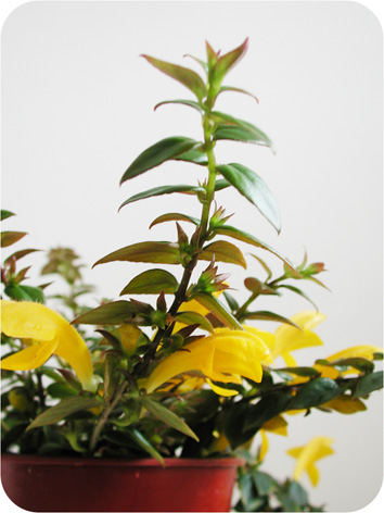 columnea goldfish plant. as “goldfish plant” due to