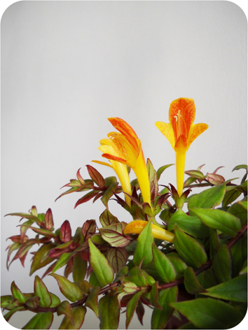 goldfish plant. as “goldfish plant” due to